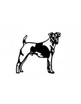 Fox terrier poil lisse