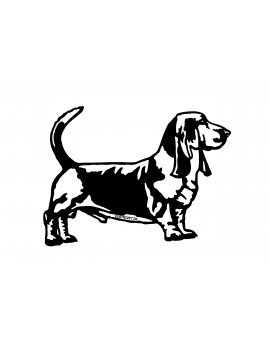 Basset Hound