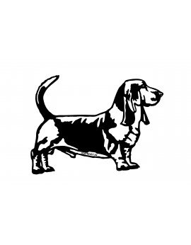 Basset Hound