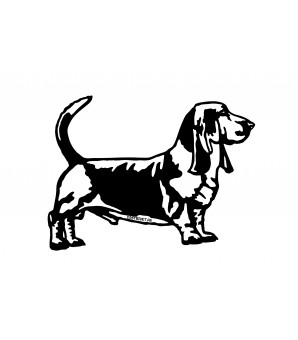 Basset Hound