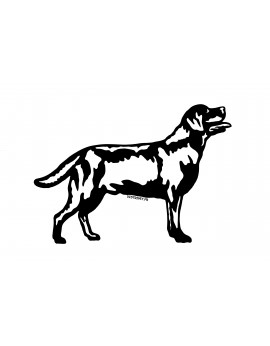 Labrador