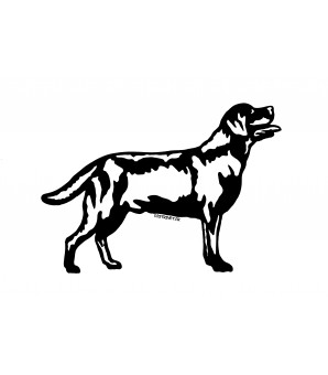 Labrador