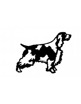 Springer spaniel