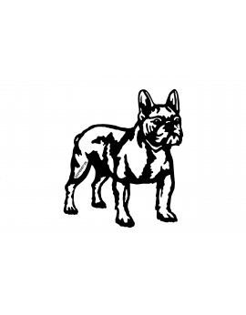 Bouledogue Français