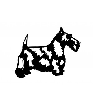 Scottich terrier